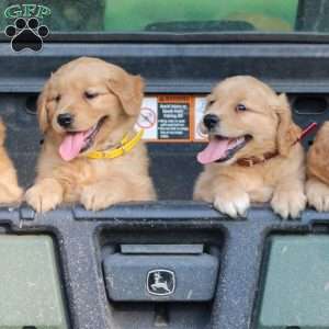 Scott, Golden Retriever Puppy